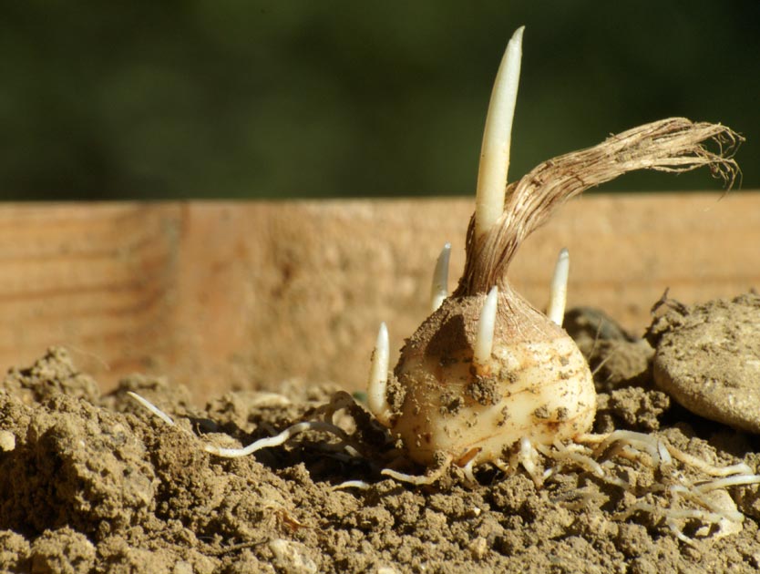 Bulbe de Crocus Sativus