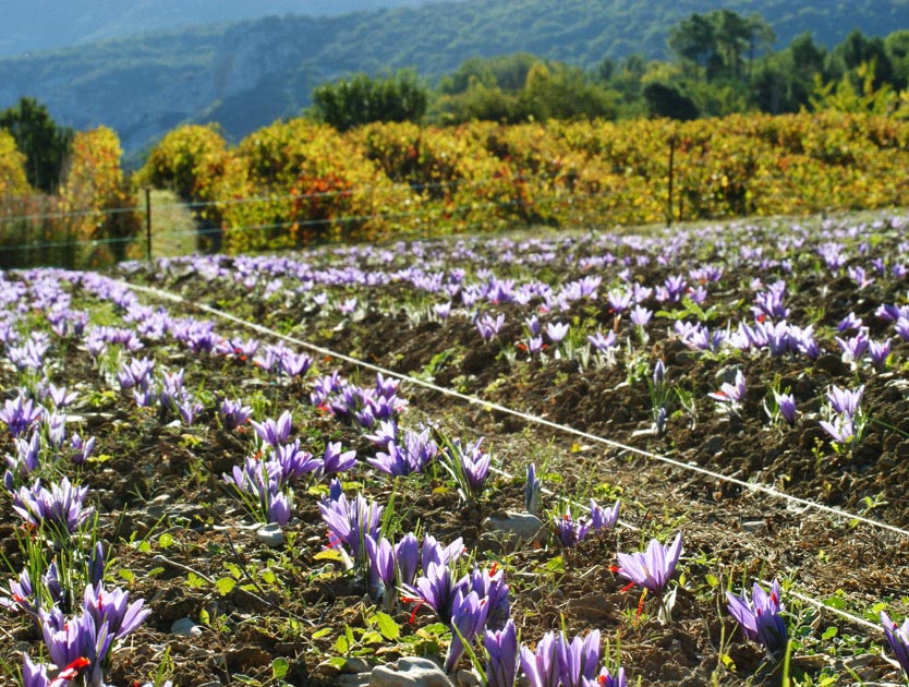 Notre safranière située à Entrechaux en pic de floraison