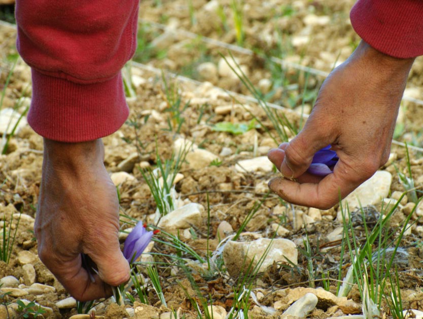 Ramassage journalier et manuel des fleurs de Crocus sativus en période de floraison