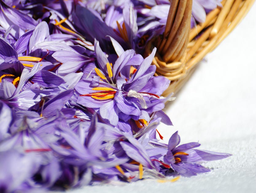 Panier de récolte de l'or rouge des 3 rivières