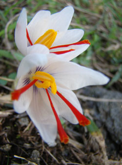 Crocus Cartwrightiamus, l'ancêtre du safran?