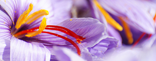 Fleur de crocus, récolte l'or rouge des 3 rivières 2011