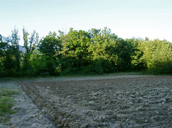 La safranière après le labour