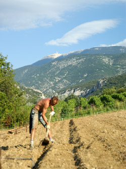 Le travail totalement manuel de notre safranière